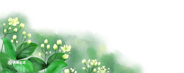 茉莉的养殖方法和注意事项是什么 茉莉如何养殖