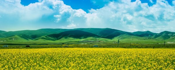 油菜花什么季节开 油菜花什么季节开放