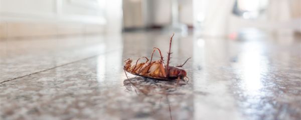 家里蟑螂怎么杀死 怎么消灭家里蟑螂