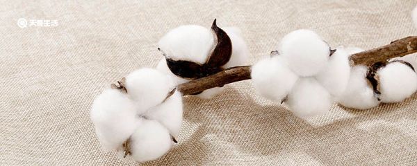 棉花可以洗吗 棉花能洗吗