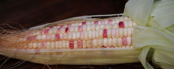粘玉米煮多长时间能熟 粘玉米煮多少分钟能熟