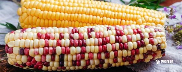 玉米是主食吗 玉米属于主食吗