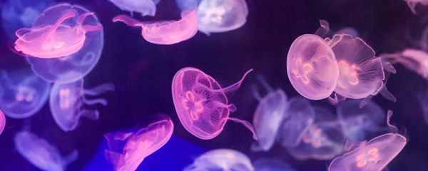 海洋中最多的生物是 海洋中最多的生物是什么