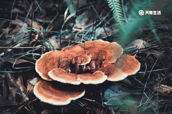 红灵芝泡水喝的功效 红灵芝泡水喝的功效与作用
