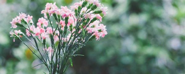 康乃馨的花语 康乃馨的花语是什么