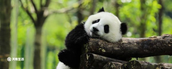 大熊猫生活在什么地方 大熊猫的生活习性