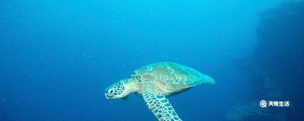 里海是海吗 里海是海吗还是湖