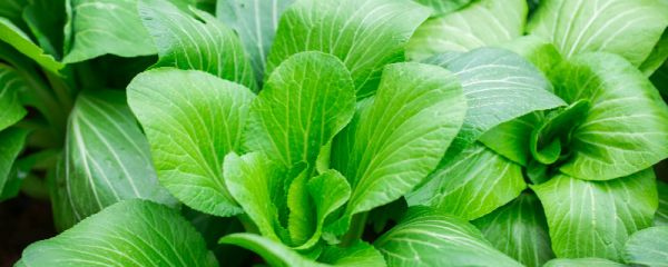 上海青是油菜吗 上海青和油菜的相同之处