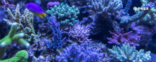 海兔是兔吗 海兔是不是兔