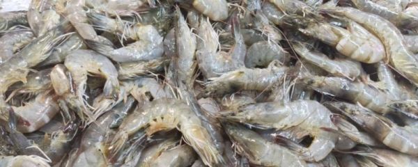 蒸煮后的虾为什么会变成橘红色