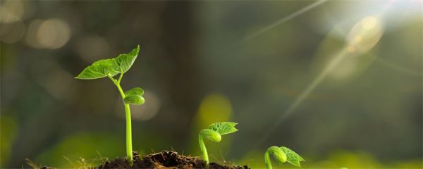 植物种子的传播方式有哪些 植物传播种子的方法