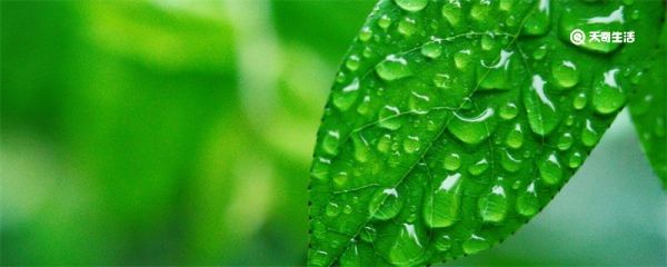 谷雨有什么特点 谷雨的特点