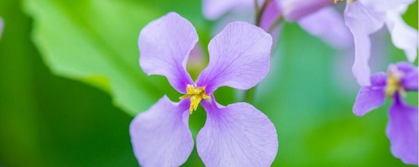 紫罗兰花语 紫罗兰的花语是什么