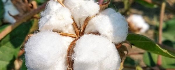 棉花传入前中国穿什么 棉花传入前中国穿什么保暖