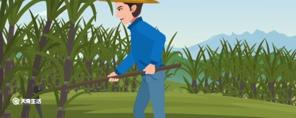 甜杆是什么 甜杆儿是什么