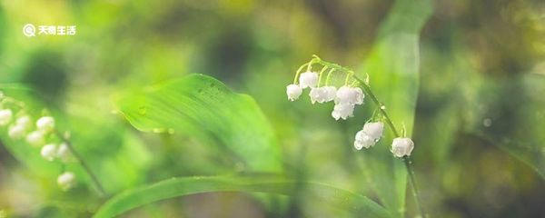铃兰花的寓意是什么 铃兰花是什么季节开的