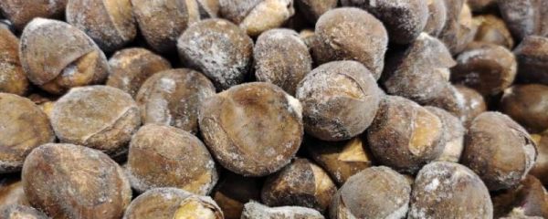 带刺的毛栗子怎么去皮