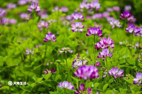 炙黄芪和生黄芪的功效与作用 炙黄芪和生黄芪的功效