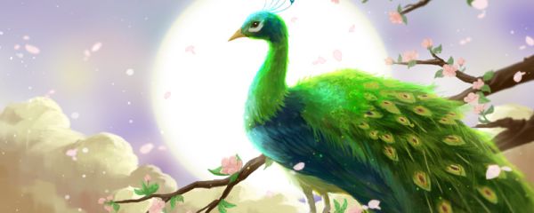 孔雀为什么开屏 孔雀开屏为什么
