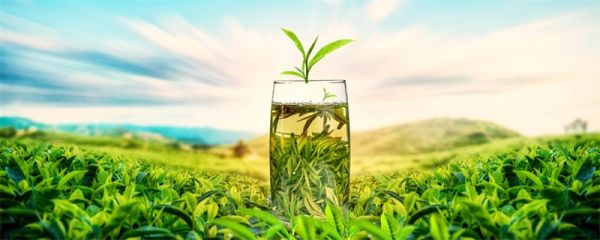 过夜茶水可以喝不 过夜茶水能不能喝
