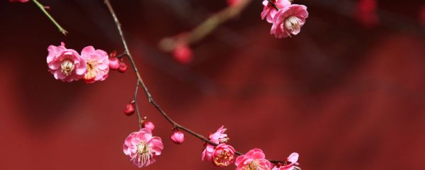 梅花花语 梅花的花语