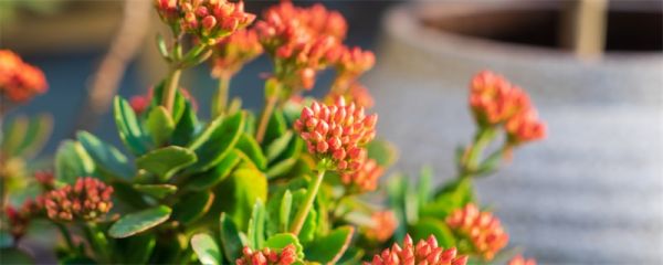 长寿花有毒吗 长寿花有没有毒