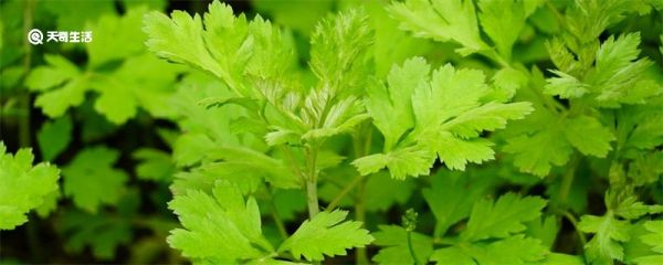 艾草煮鸡蛋是哪种艾草 艾草煮鸡蛋用什么艾草