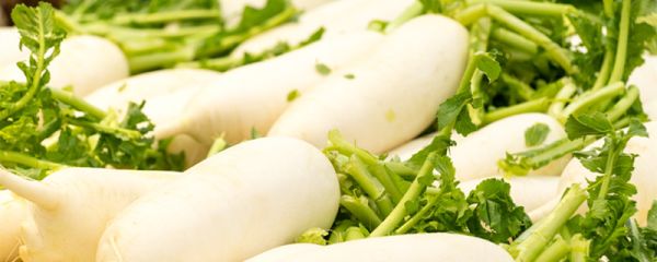 爱吃萝卜的动物 爱吃萝卜的动物是什么