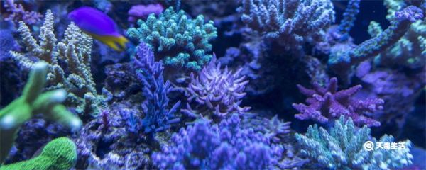 珊瑚是生物吗 珊瑚是生物吗为什么