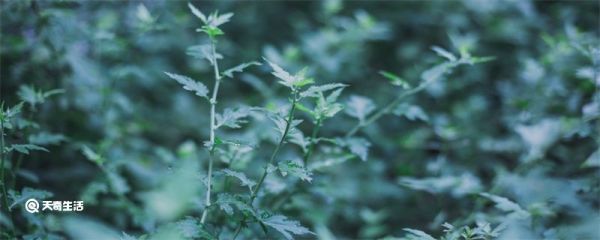 艾草的用法 艾草的用法有哪些