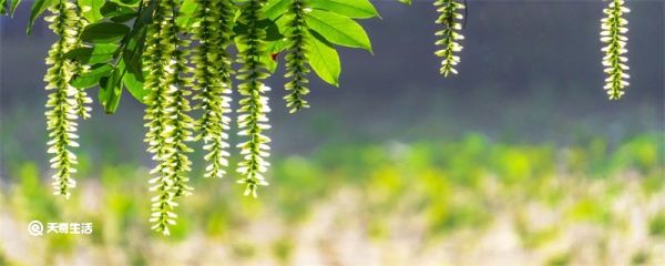立夏的祝福语简短 关于立夏的简短祝福语