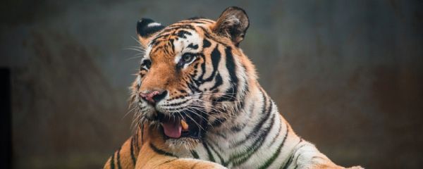 老虎是猫科还是犬科 老虎是猫科还是犬科动物