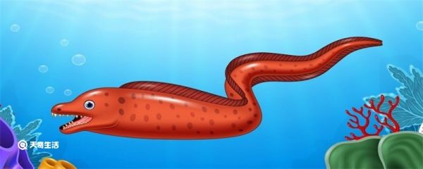 电鳗能电死人吗 电鳗鱼的电能电死人吗