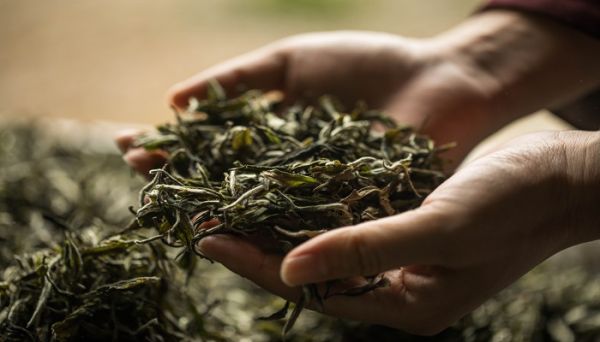 白桃煎茶怎么泡 白桃煎茶的泡法