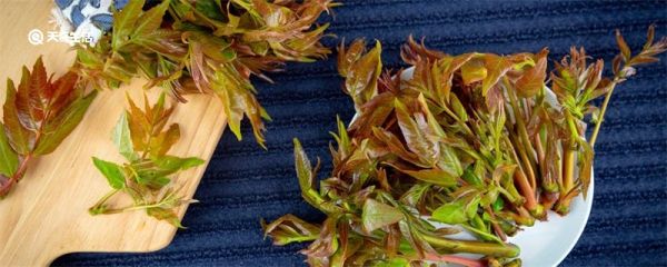 椿芽食用禁忌 食用椿芽要注意什么