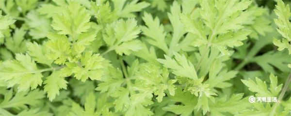 艾草驱蚊效果好吗 艾草驱蚊子吗