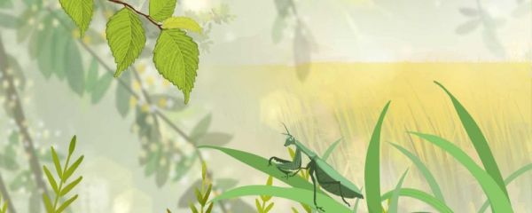 初伏的传统风俗 如何理解初伏