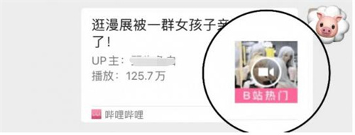 cp29结束了,我最羡慕的竟然是一只猪